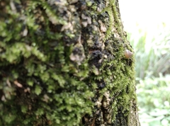 Kaliella