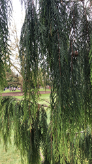 Cupressus cashmeriana