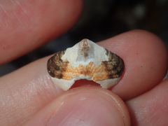 Onithochiton quercinus