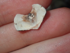 Onithochiton quercinus