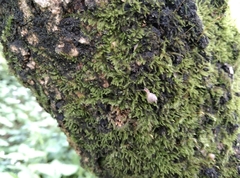 Kaliella