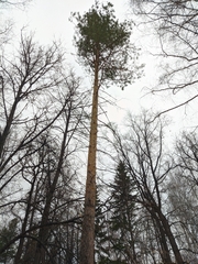 Pinus sylvestris