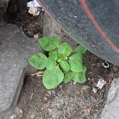 Acalypha indica