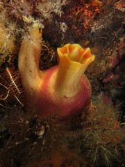 Ascidia incrassata