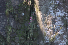 Hesperantha scopulosa