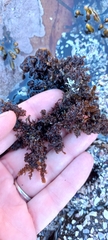 Gelidium pristoides