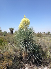 Yucca rigida