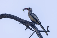 Tockus damarensis