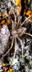 Philodromidae