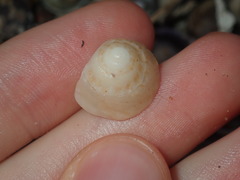 Bellastraea squamifera