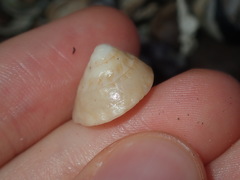 Bellastraea squamifera