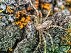 Philodromidae