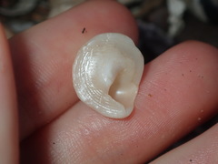 Bellastraea squamifera