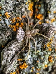 Philodromidae