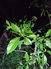 Pavetta hongkongensis