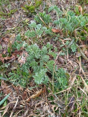 Artemisia absinthium