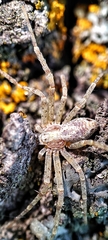 Philodromidae