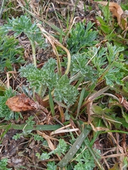 Artemisia absinthium