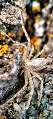 Philodromidae
