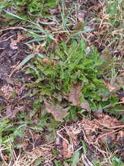 Taraxacum officinale