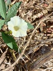 Distimake quinquefolius