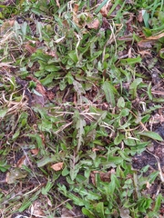 Taraxacum officinale