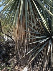 Yucca rigida
