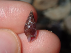 Mitrella semiconvexa