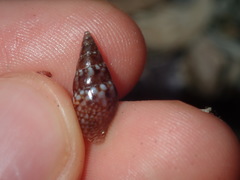 Mitrella semiconvexa