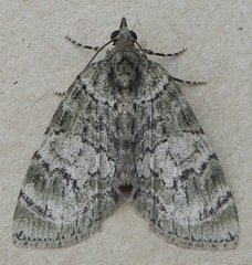 Hydriomena transfigurata