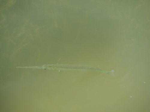 Strongylura notata