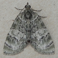 Hydriomena transfigurata