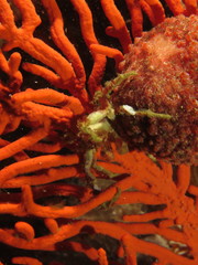 Achaeopsis spinulosa