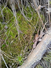 Amblystegium
