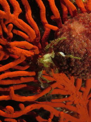 Achaeopsis spinulosa