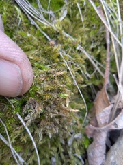 Amblystegium