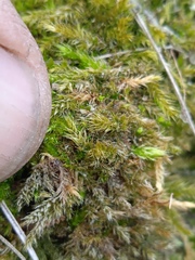 Amblystegium