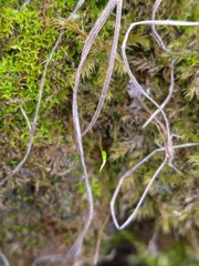 Amblystegium