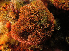 Margaretta levinseni