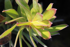 Leucadendron laureolum
