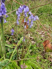 Hyacinthoides non-scripta