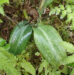 Platanthera stenoglossa