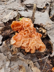 Gyromitra fastigiata
