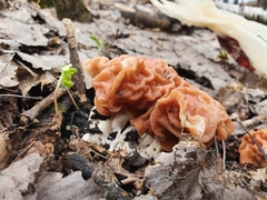 Gyromitra fastigiata