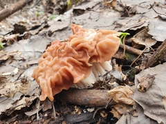 Gyromitra fastigiata