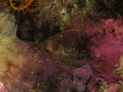 Chalaroderma ocellata