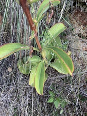 Kalanchoe paniculata