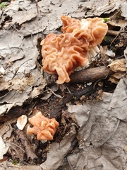 Gyromitra fastigiata