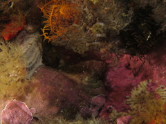 Chalaroderma ocellata
