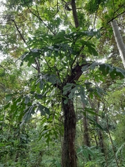 Anthurium clavigerum image